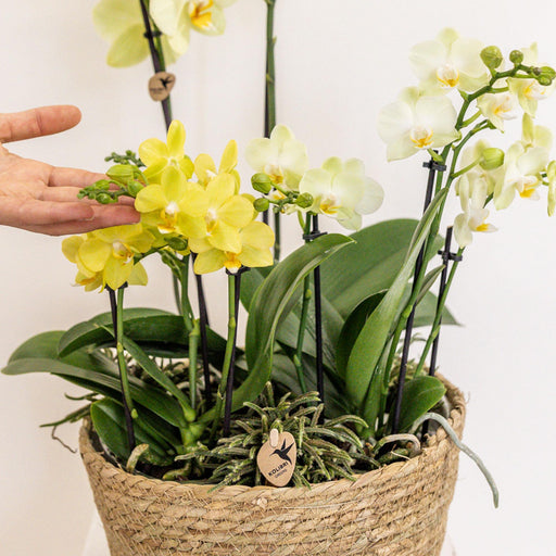 Set 3 Orchidee Gialle E 3 Rhipsalis In Un Cestino Di Cotone Con Serbatoio D'acqua