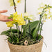 Set 3 Orchidee Gialle E 3 Rhipsalis In Un Cestino Di Cotone Con Serbatoio D'acqua
