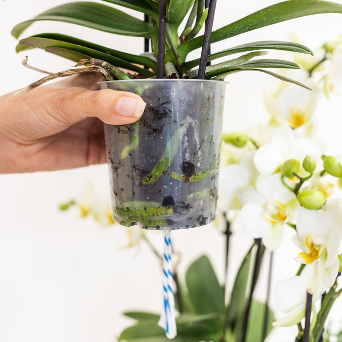 Set 3 Orchidee Gialle E 3 Rhipsalis In Un Cestino Di Cotone Con Serbatoio D'acqua