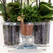 Set 3 Orchidee Gialle E 3 Rhipsalis In Un Cestino Di Cotone Con Serbatoio D'acqua