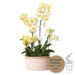 Set 3 Orchidee Gialle E 3 Rhipsalis In Un Cestino Di Cotone Con Serbatoio D'acqua