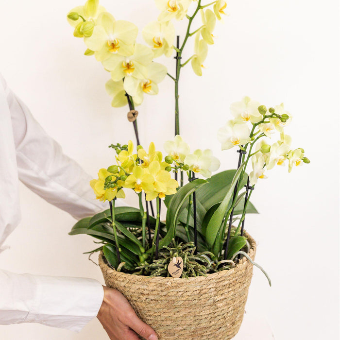 Set 3 Orchidee Gialle E 3 Rhipsalis In Un Cestino Di Cotone Con Serbatoio D'acqua