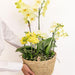 Set 3 Orchidee Gialle E 3 Rhipsalis In Un Cestino Di Cotone Con Serbatoio D'acqua