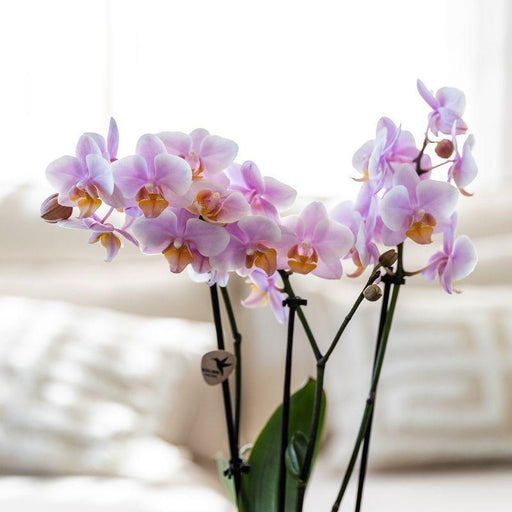 Set Regalo Romantico: Orchidea Phalaenopsis Rosa E Vasi In Ceramica