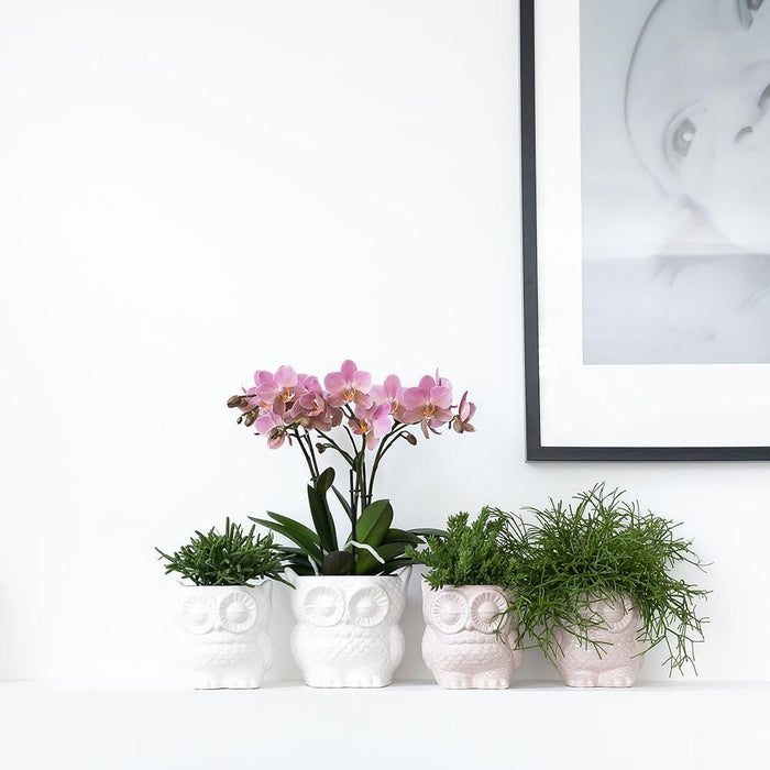 Impostare L'orchidea Phalaenopsis Bianca E La Pianta Succulenta Con Vasi