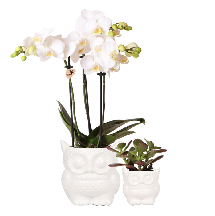 Impostare L'orchidea Phalaenopsis Bianca E La Pianta Succulenta Con Vasi