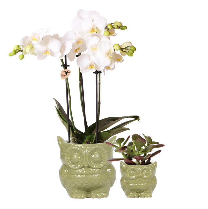 Set Di Piante Di Gufo: Orchidea Phalaenopsis E Piante Grasse
