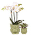 Set Di Piante Di Gufo: Orchidea Phalaenopsis E Piante Grasse