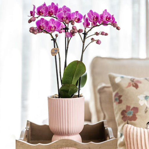 Set Di Orchidee Phalaenopsis Rosa In Vasi Rosa Su Vassoio Bianco
