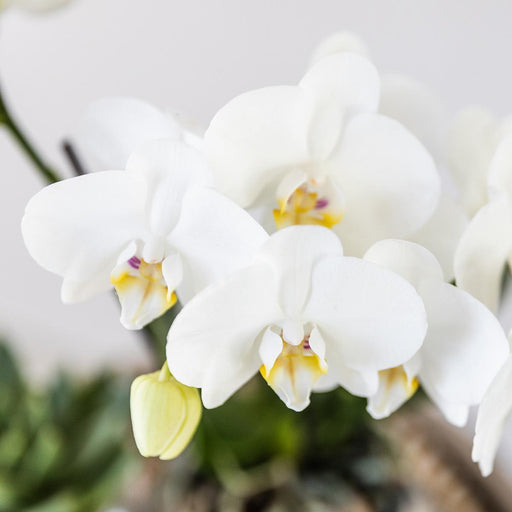 Set Natalizio: Orchidea Bianca E Piante Grasse In Vasi D'argento