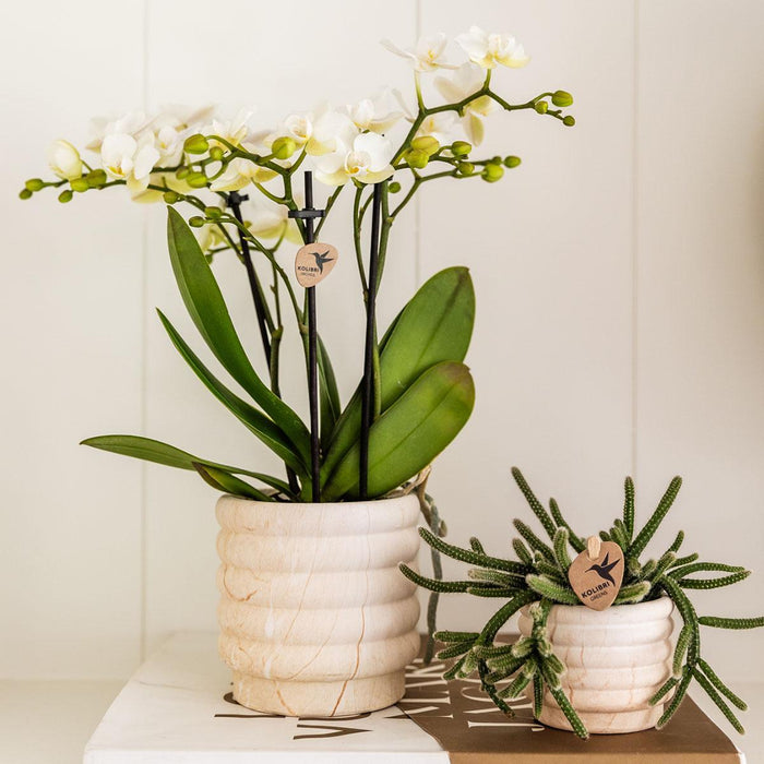 Sierpot In Ceramica Leggera In Marmo