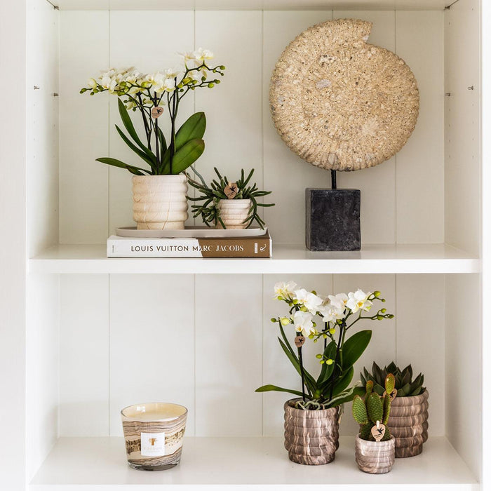 Sierpot In Ceramica Leggera In Marmo