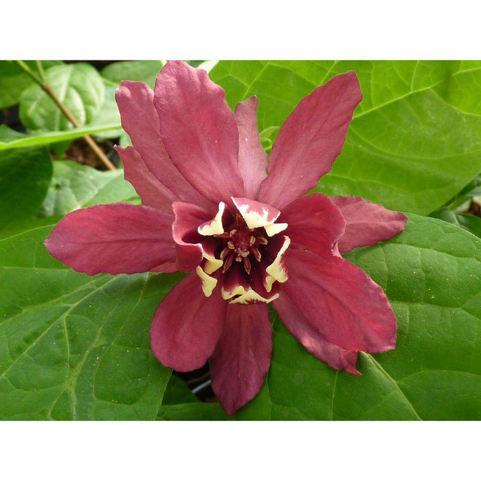 Sinocalyycanthus 'Vino Di Hartlage'