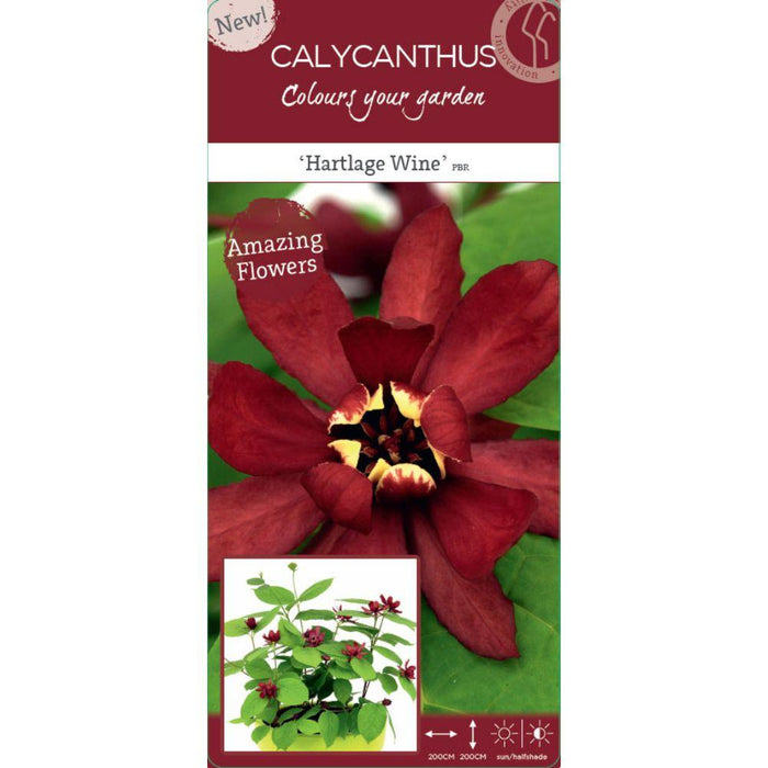 Sinocalyycanthus 'Vino Di Hartlage'