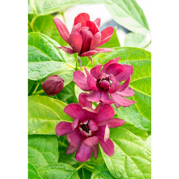 Sinocalyycanthus 'Vino Di Hartlage'