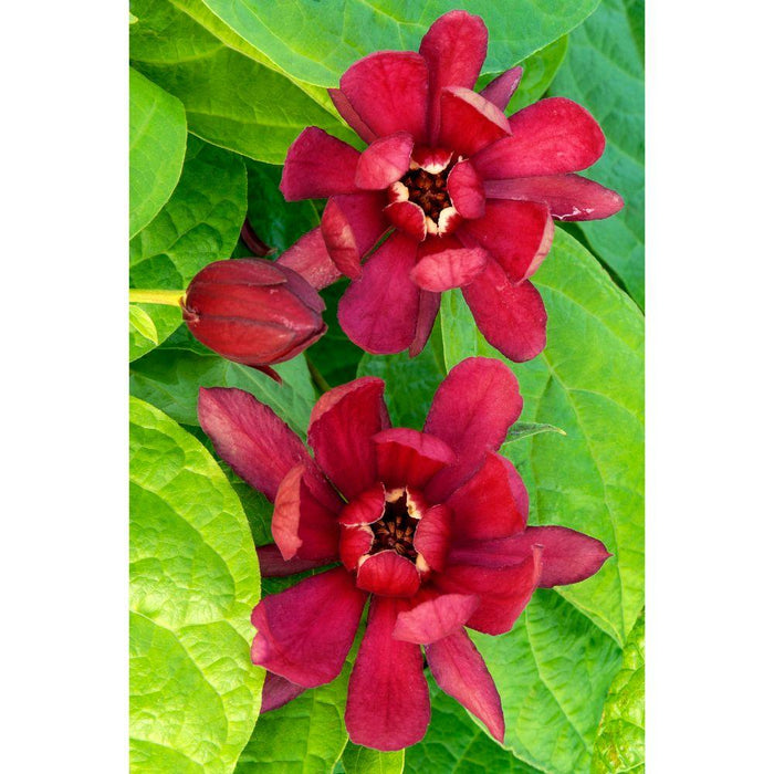 Sinocalyycanthus 'Vino Di Hartlage'