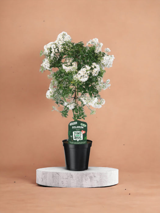 Solanum Jasminoiides Bianco