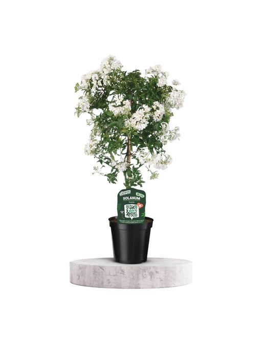 Solanum Jasminoiides Bianco