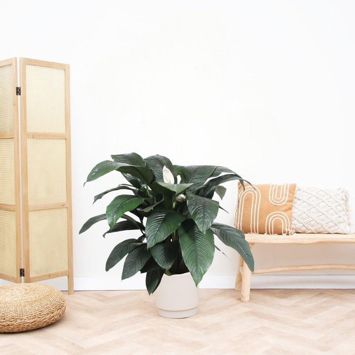 Sensazione Di Spatifillo