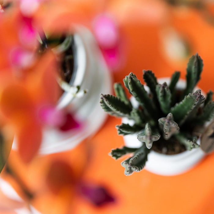 Stapelia | Pianta D'appartamento Unica - Vaso Da Vivaio Incluso