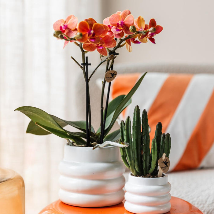 Stapelia | Pianta D'appartamento Unica - Vaso Da Vivaio Incluso