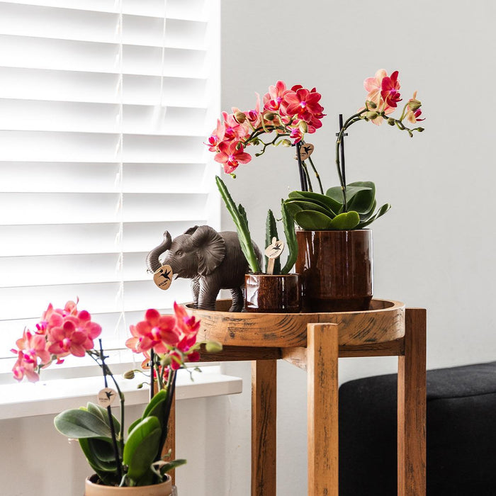 Stapelia | Pianta D'appartamento Unica - Vaso Da Vivaio Incluso