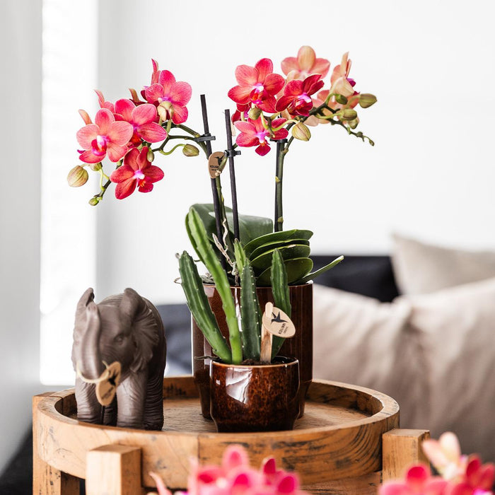 Stapelia | Pianta D'appartamento Unica - Vaso Da Vivaio Incluso