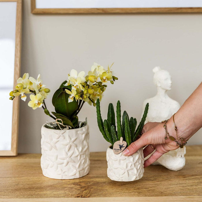 Stapelia | Pianta D'appartamento Unica - Vaso Da Vivaio Incluso