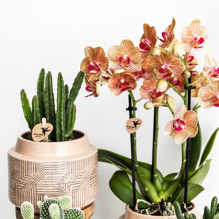 Stapelia - Pianta Verde Da Interno - Elegante Vaso Incluso