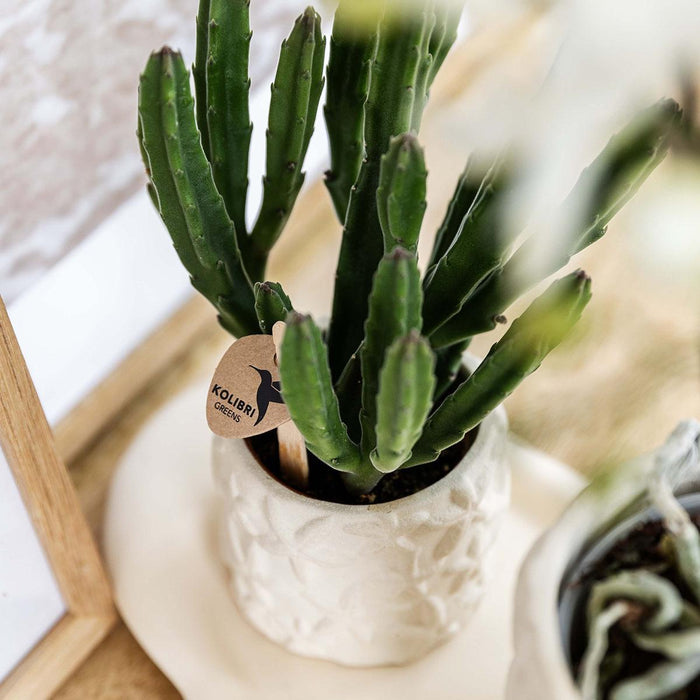 Vaso Decorativo Stella Pesce - Sabbia