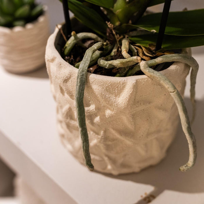 Vaso Decorativo Stella Pesce - Sabbia