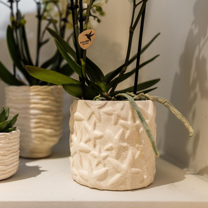 Vaso Decorativo Stella Pesce - Sabbia