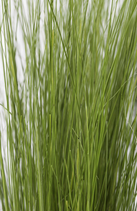 Stipa Tenuissima 'Coda Di Cavallo'