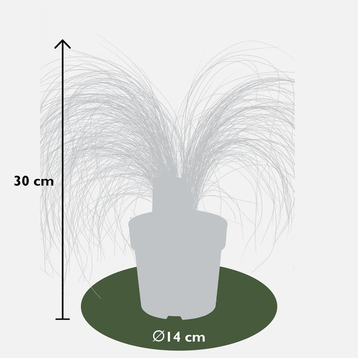 Stipa Tenuissima 'Coda Di Cavallo'