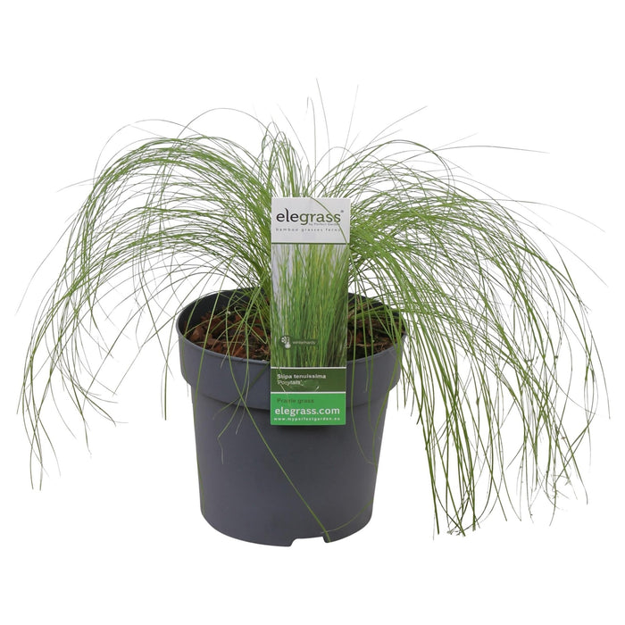 Stipa Tenuissima 'Coda Di Cavallo'