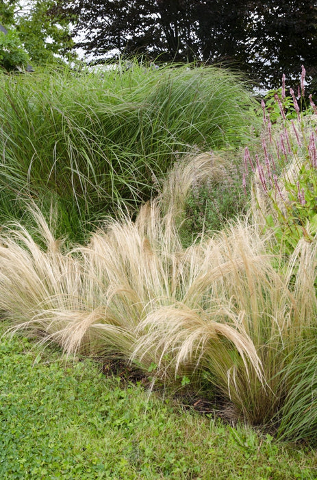 Stipa Tenuissima 'Coda Di Cavallo'