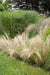 Stipa Tenuissima 'Coda Di Cavallo'