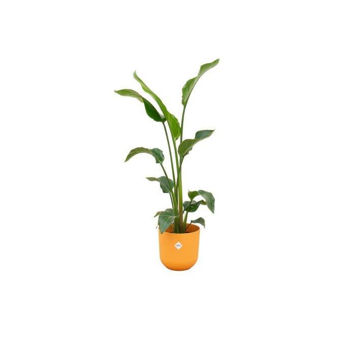 Strelitzia Nicolai 100Cm E Il Suo Vaso