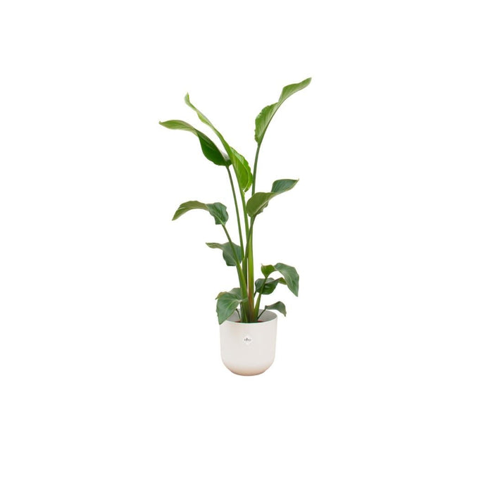 Strelitzia Nicolai 100Cm E Il Suo Vaso