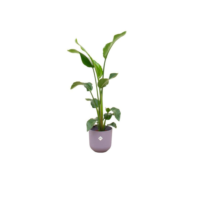 Strelitzia Nicolai 100Cm E Il Suo Vaso