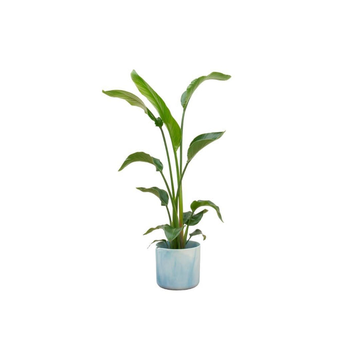 Strelitzia Nicolai 100Cm E Il Suo Vaso