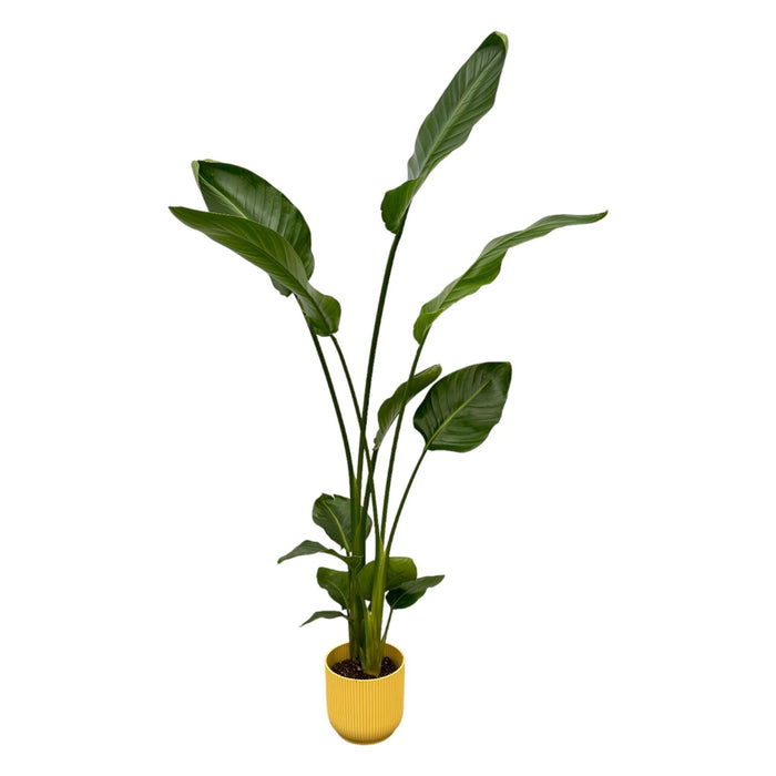 Strelitzia Nicolai 100Cm E Il Suo Vaso