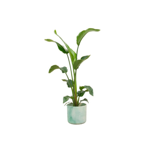 Strelitzia Nicolai 100Cm E Il Suo Vaso