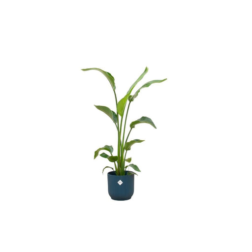 Strelitzia Nicolai 120 Cm E Il Suo Vaso