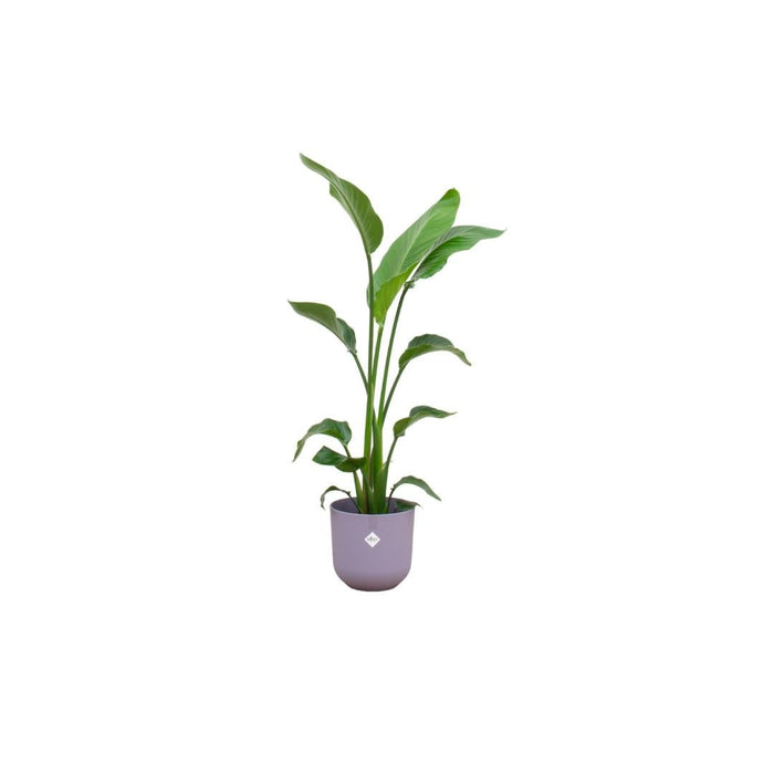 Strelitzia Nicolai 120 Cm E Il Suo Vaso