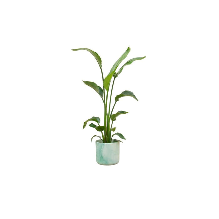 Strelitzia Nicolai 120 Cm E Il Suo Vaso