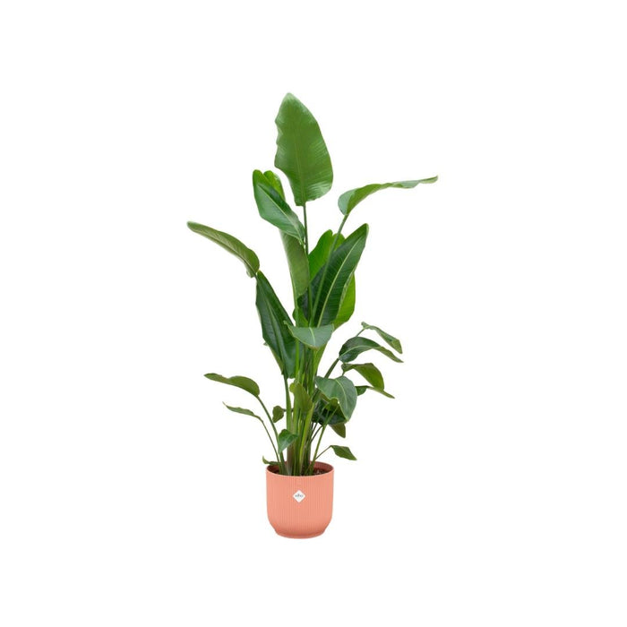Strelitzia Nicolai 160Cm E Il Suo Vaso