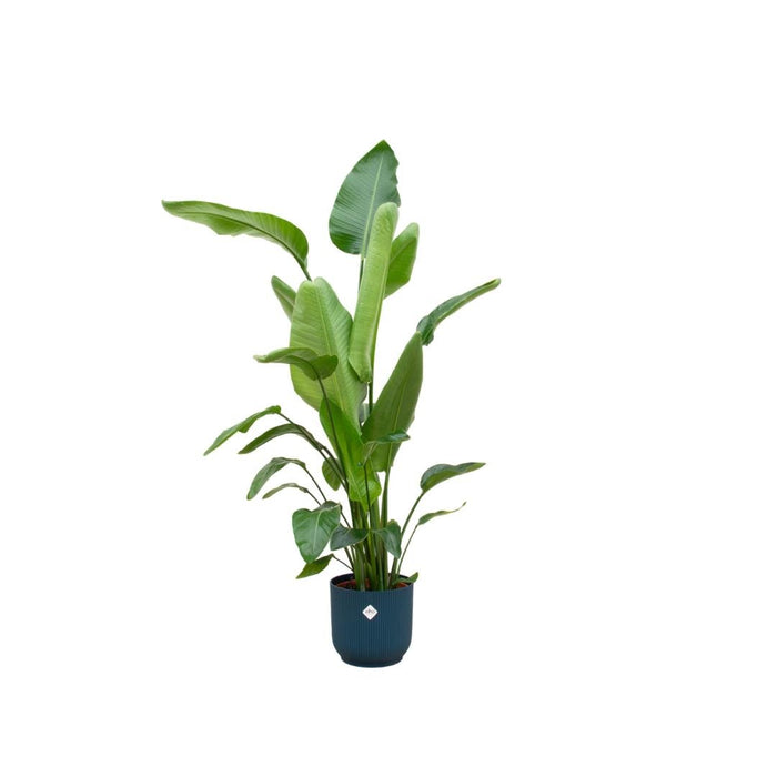 Strelitzia Nicolai 160Cm E Il Suo Vaso