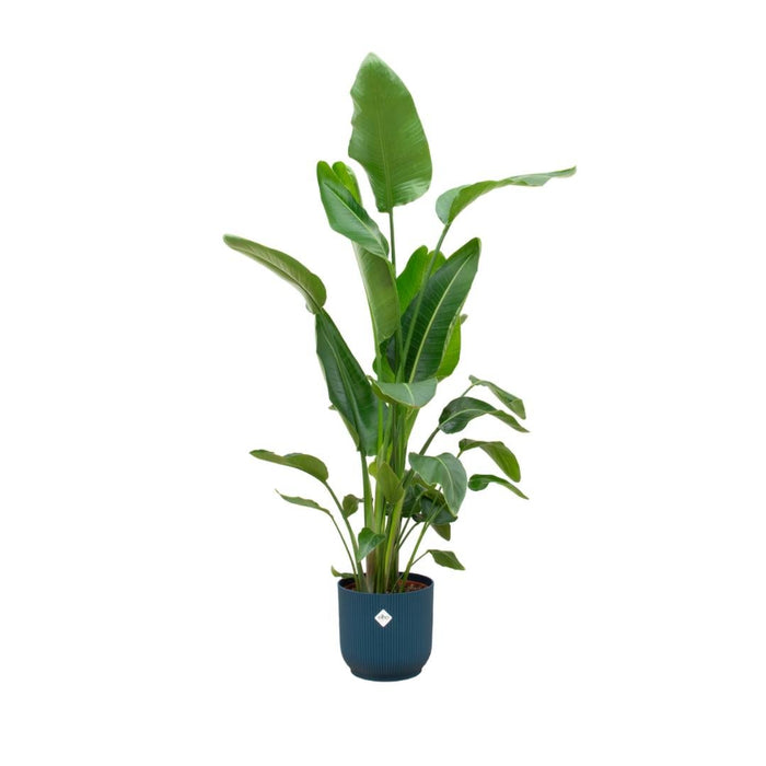 Strelitzia Nicolai 170 Cm E Il Suo Vaso