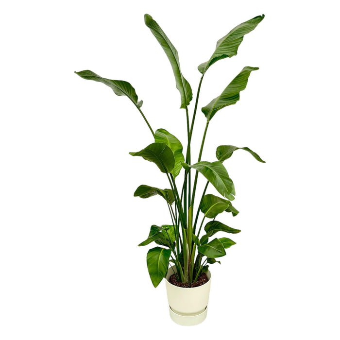 Strelitzia Nicolai 170 Cm E Il Suo Vaso
